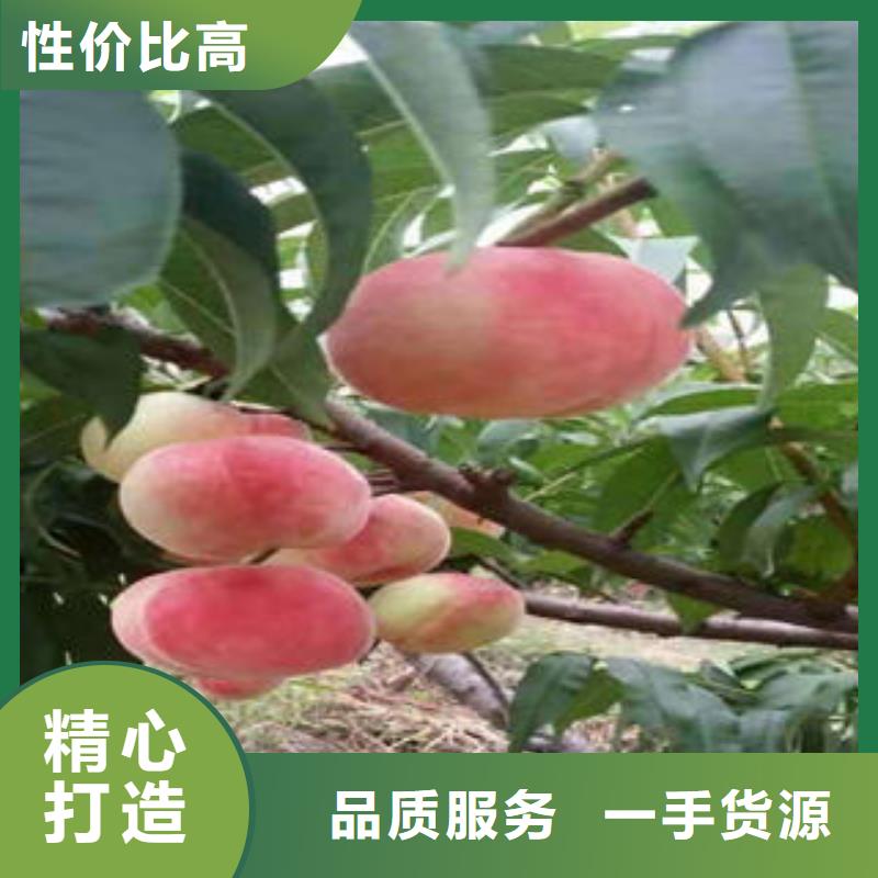 桃树苗-花椒苗高品质诚信厂家