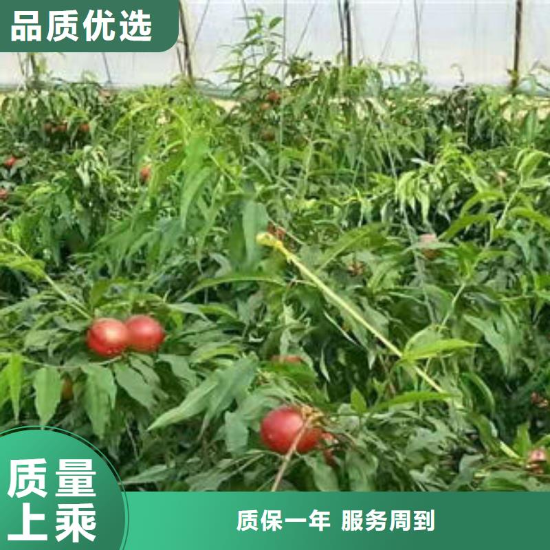 桃树苗_梨树苗货真价实
