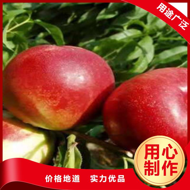 桃树苗_板栗苗大品牌值得信赖