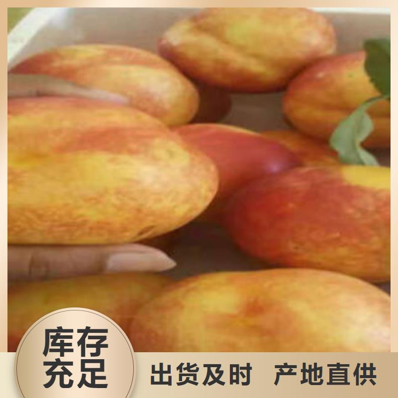 桃树苗_梨树苗货真价实