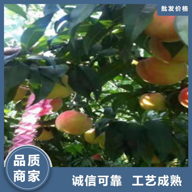桃树苗-花椒苗高品质诚信厂家