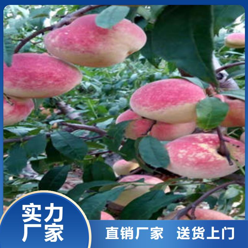 【桃树苗】蓝莓苗实力派厂家