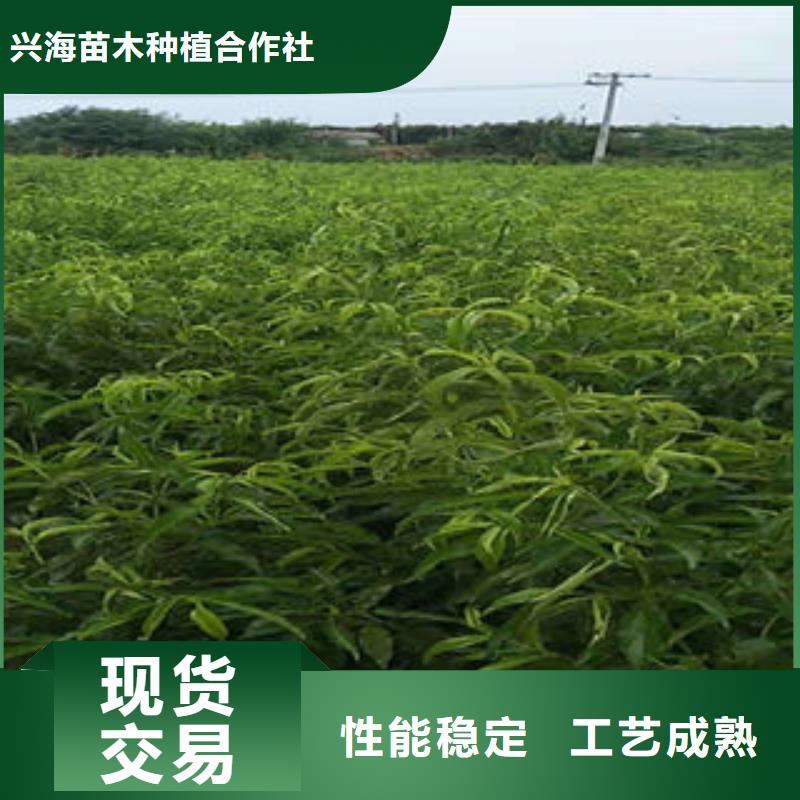 【桃树苗李子苗厂家直销放心】