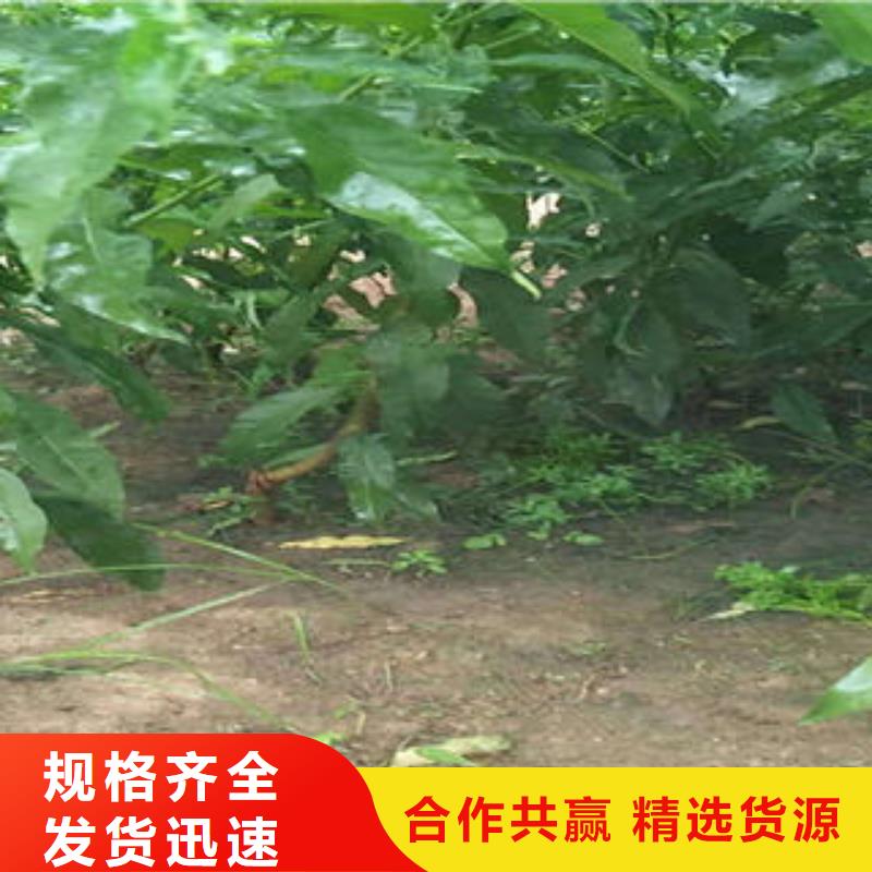 桃树苗【苹果苗】高标准高品质
