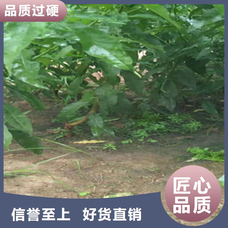 桃树苗_梨树苗货真价实