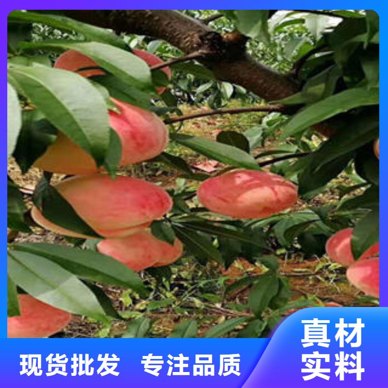 桃树苗花椒苗多种规格供您选择