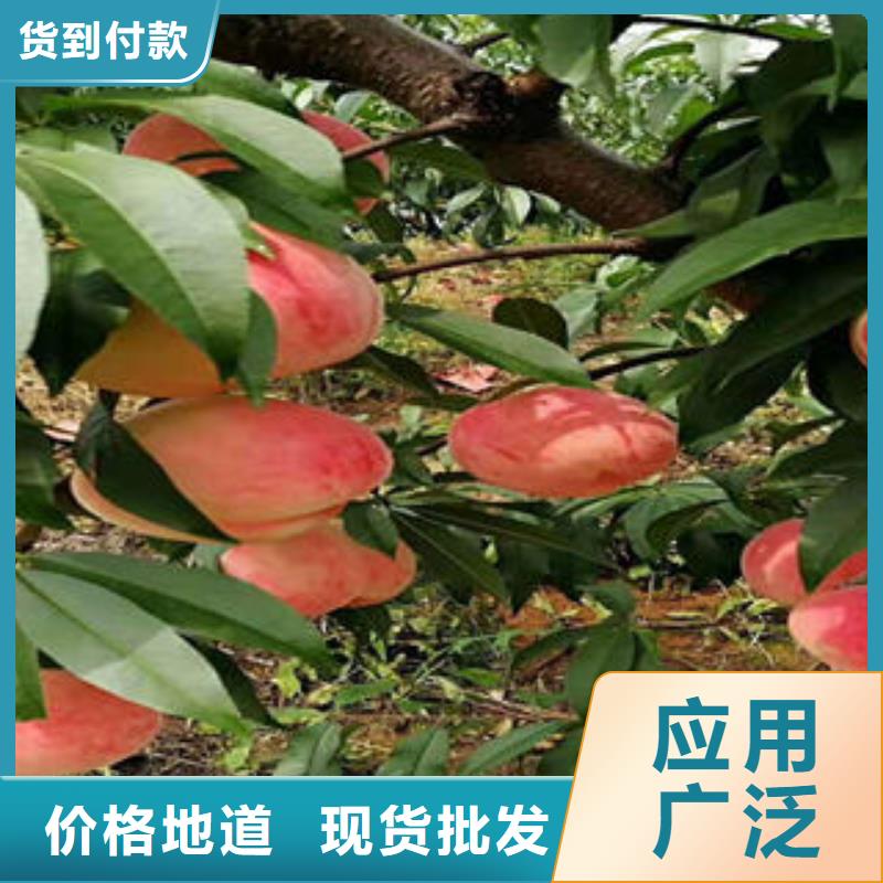 桃树苗蓝莓苗专业生产N年
