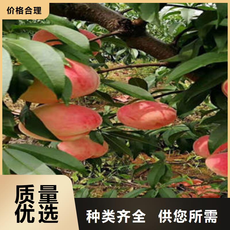 桃树苗葡萄苗库存丰富
