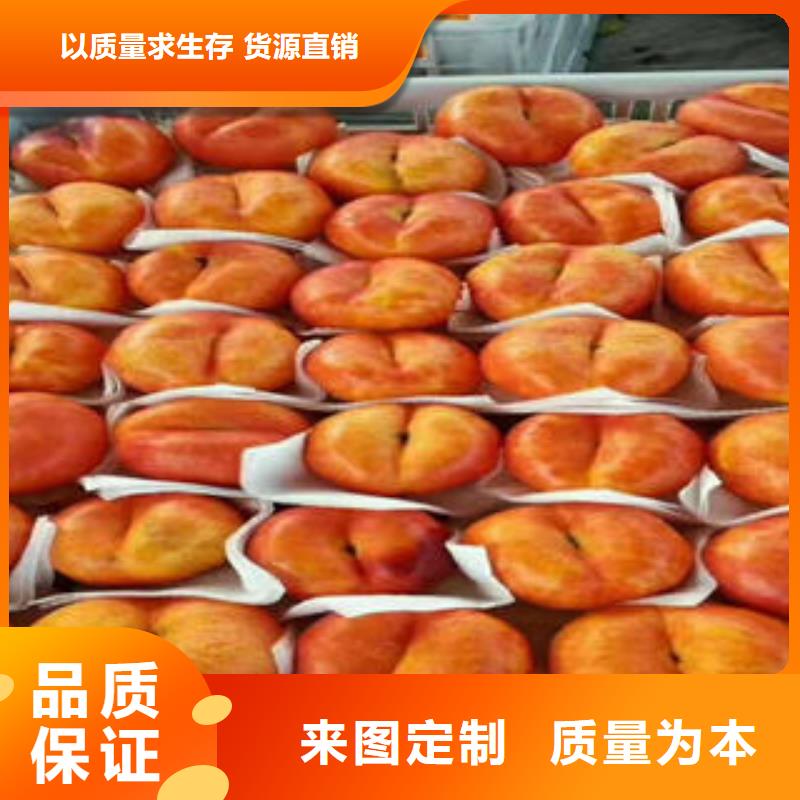 桃树苗_梨树苗货真价实