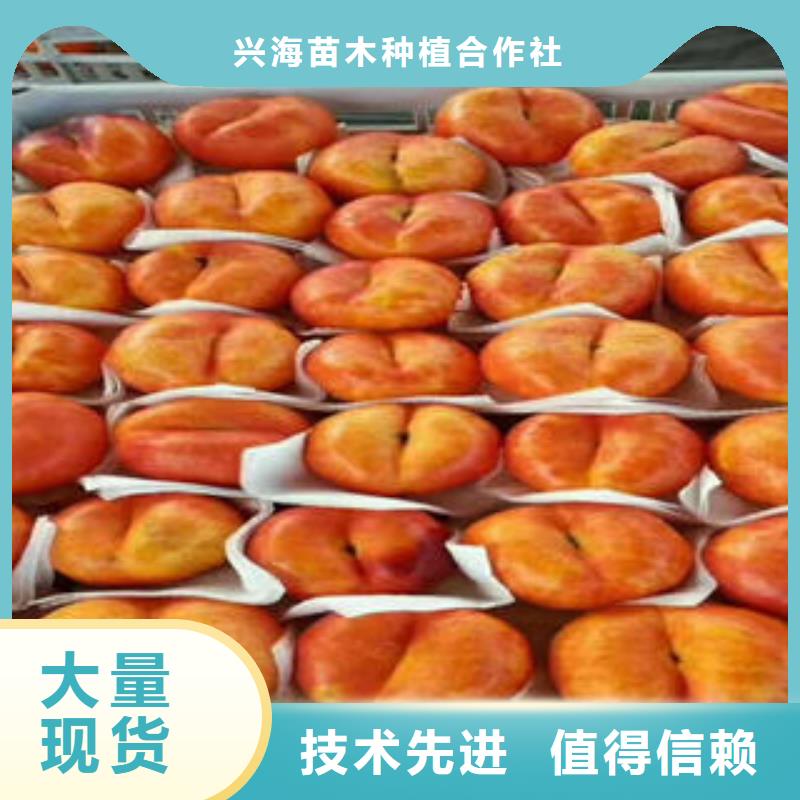桃树苗-花椒苗高品质诚信厂家