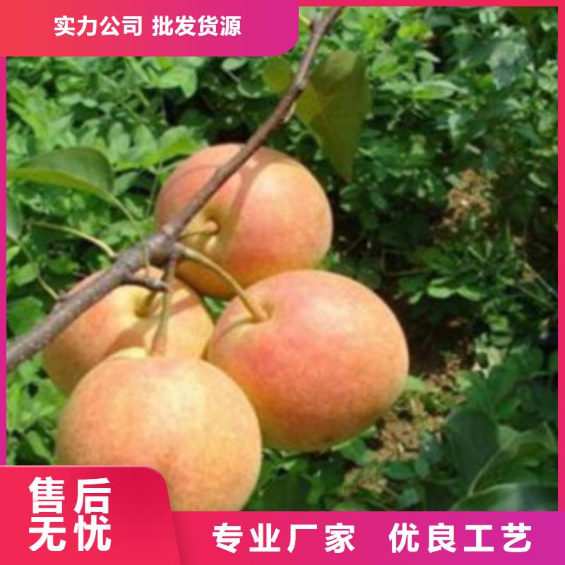 梨树苗,核桃苗优选厂家