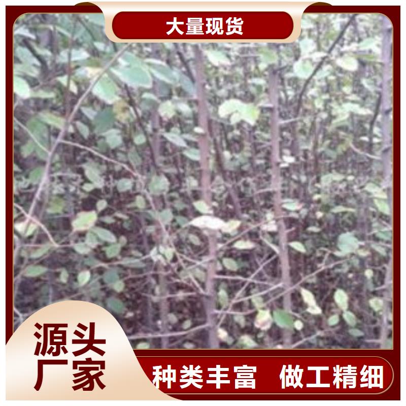 梨树苗蓝莓苗值得信赖
