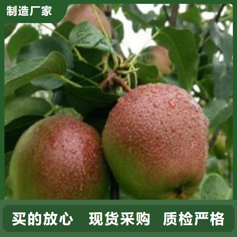 梨树苗苹果苗严选用料