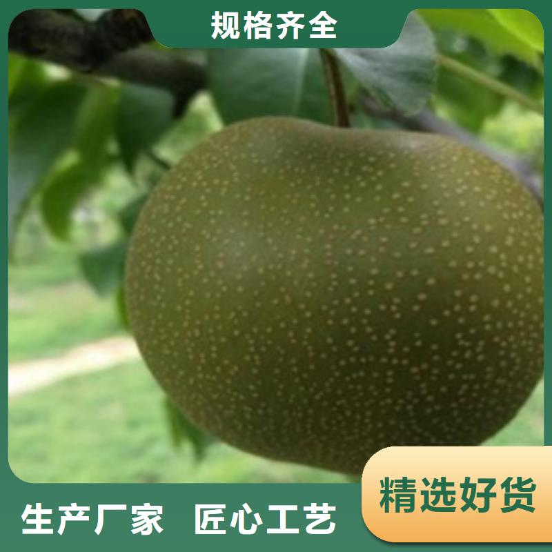 【梨树苗】板栗苗大量现货供应