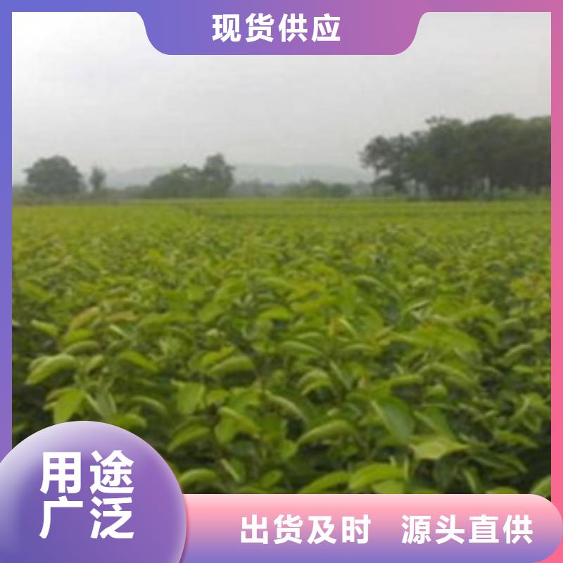梨树苗核桃苗大厂生产品质