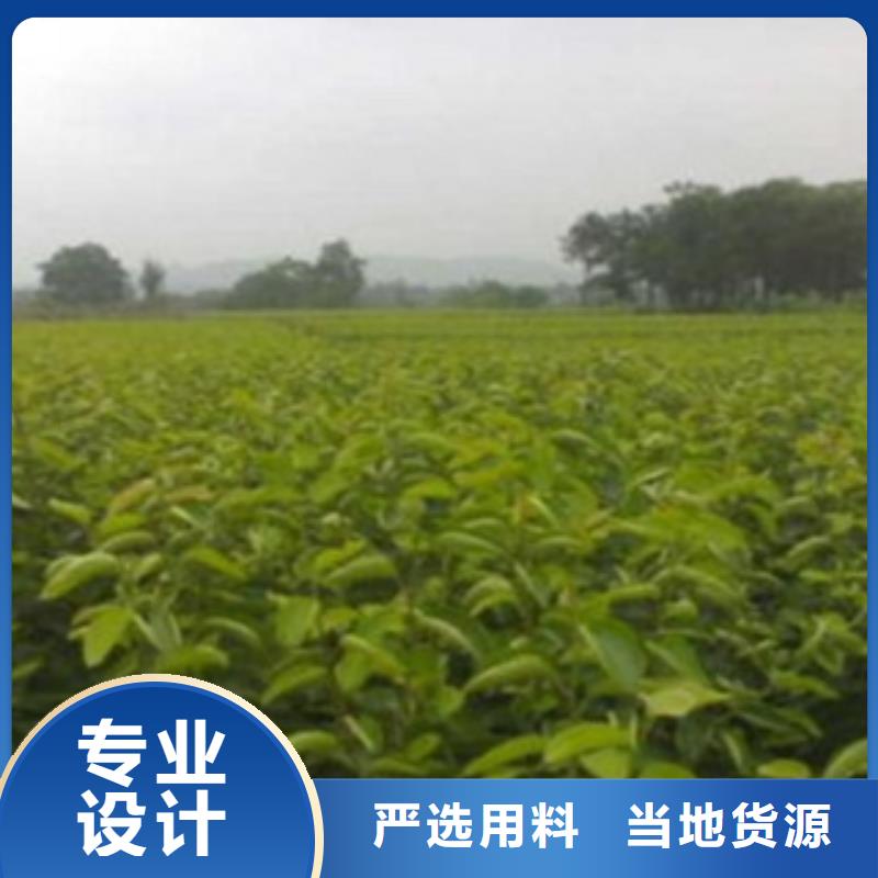 梨树苗专业设计