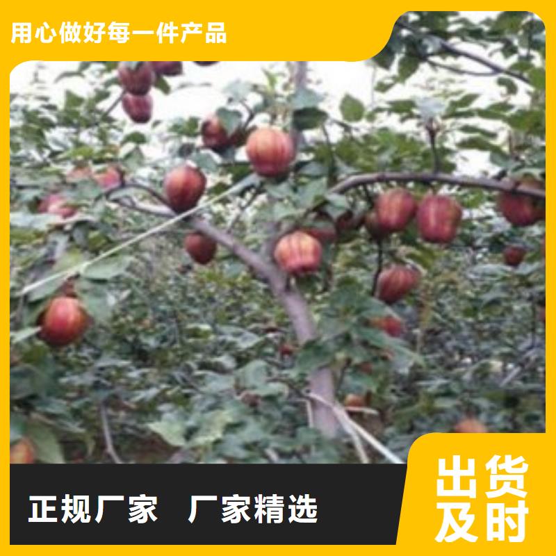 梨树苗,山楂苗厂家案例