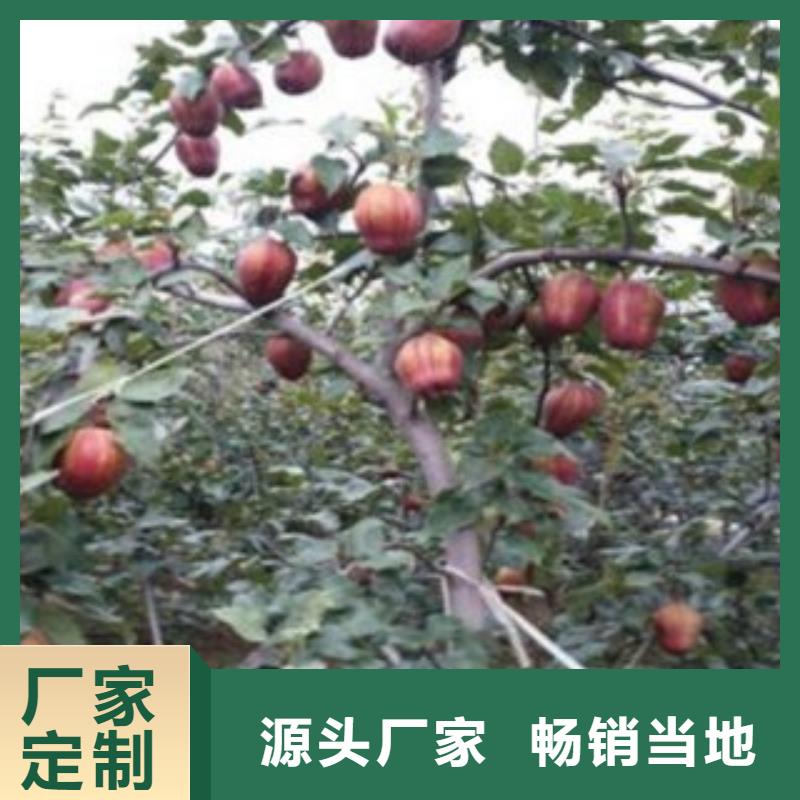 梨树苗现货充裕