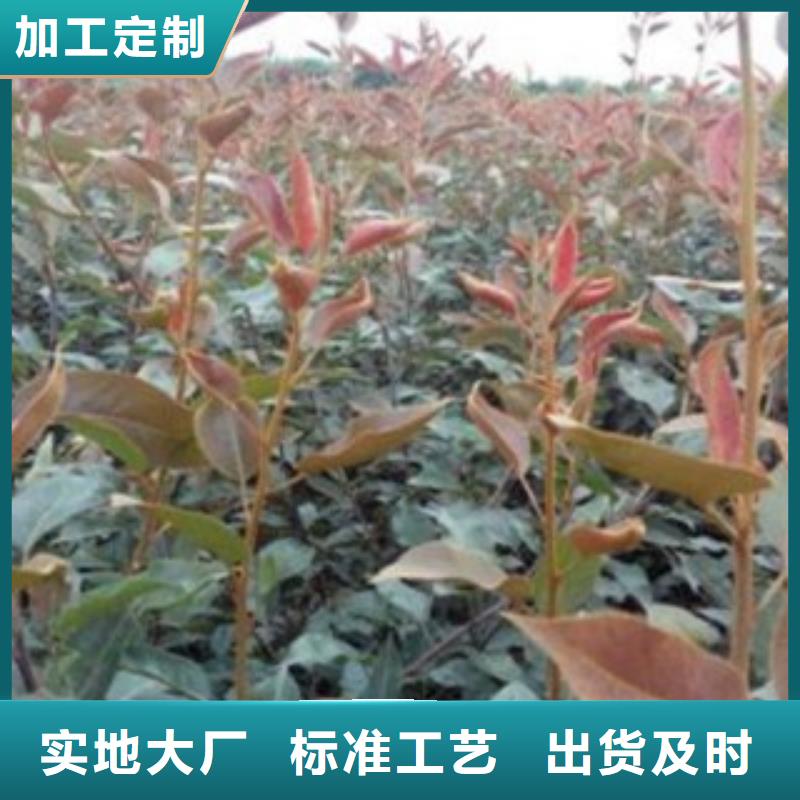 梨树苗板栗苗产地直供
