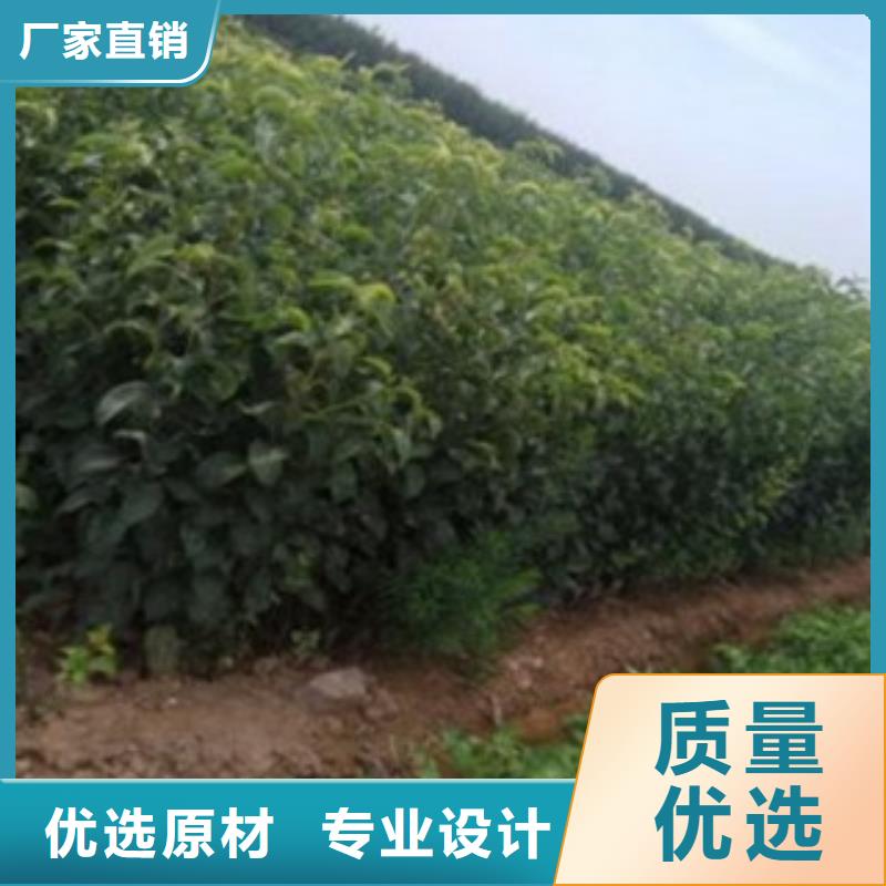 梨树苗,山楂苗厂家案例