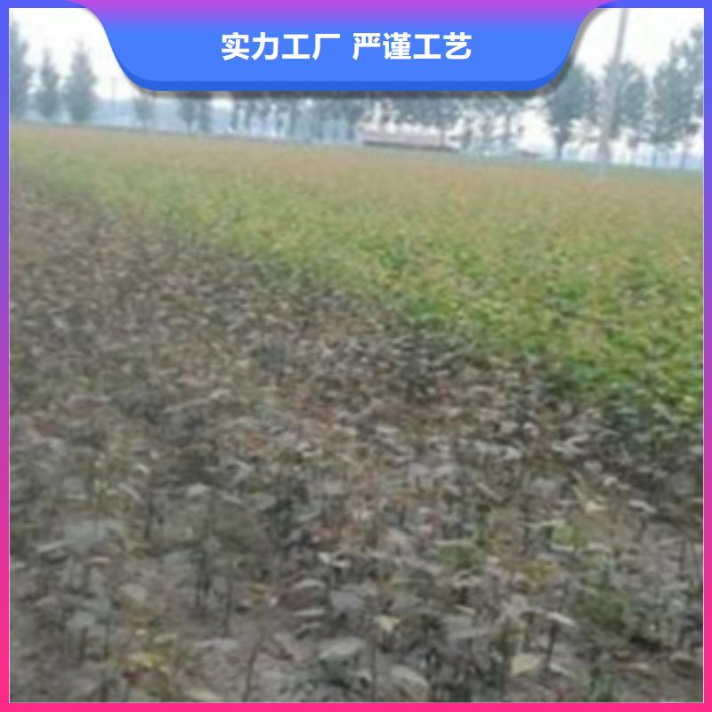 梨树苗核桃苗大厂生产品质