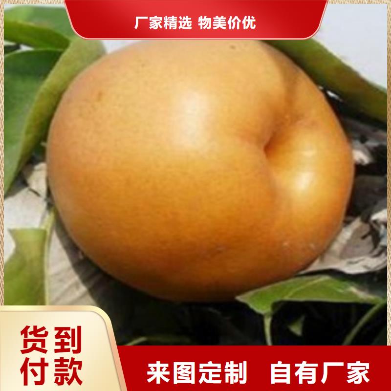 梨树苗桃树苗产地批发