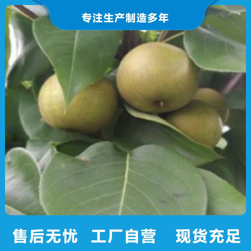 梨树苗蓝莓苗追求细节品质