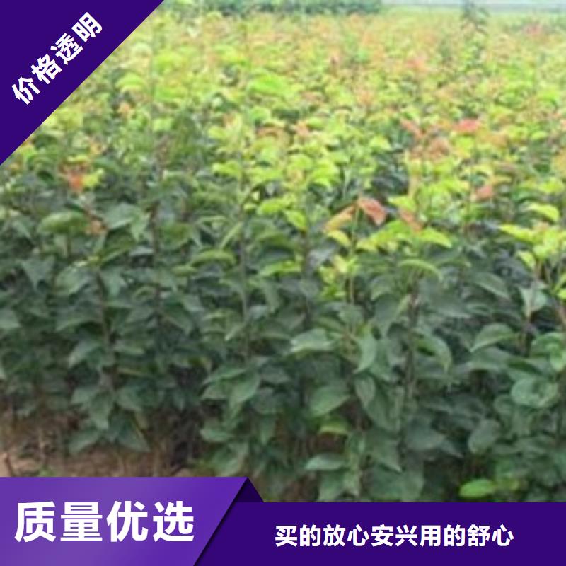 梨树苗桃树苗一站式采购方便省心