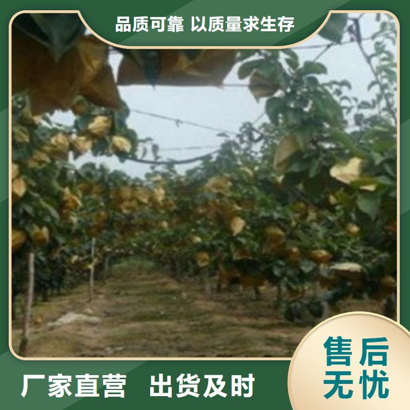 梨树苗现货充裕