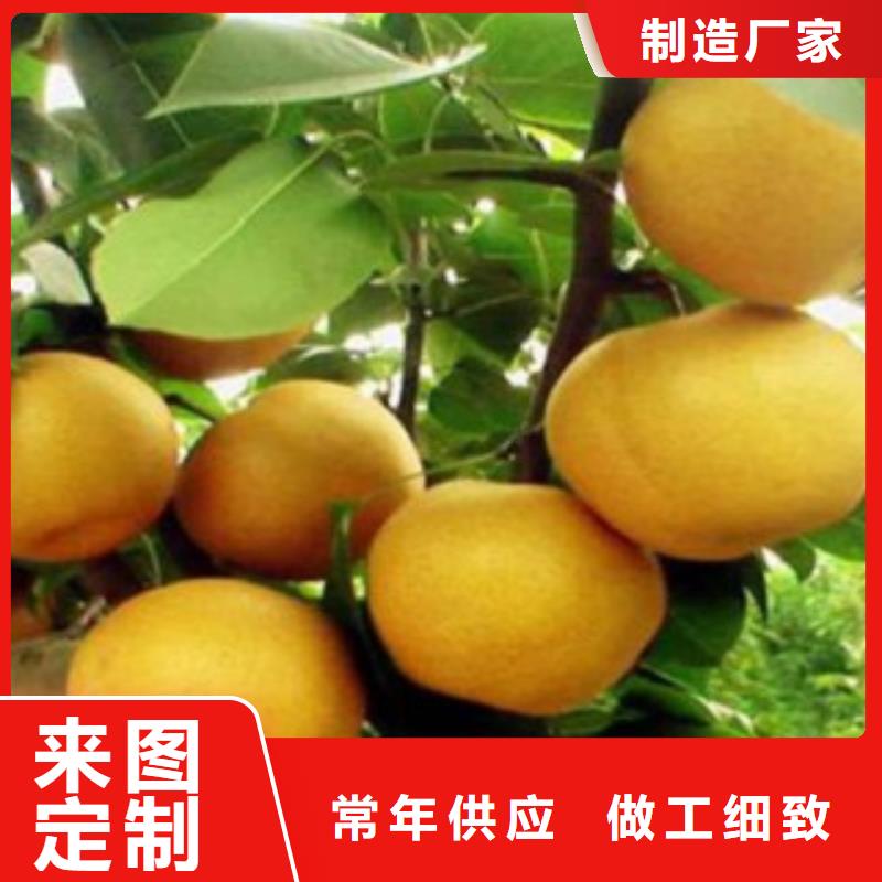 梨树苗,桃树苗精工细作品质优良