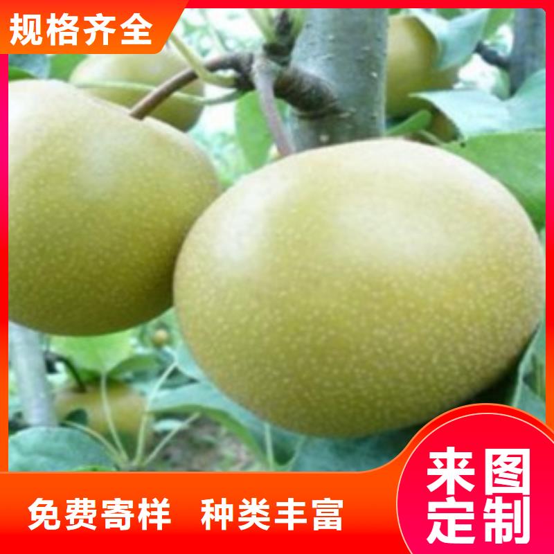 梨树苗桃树苗产地批发