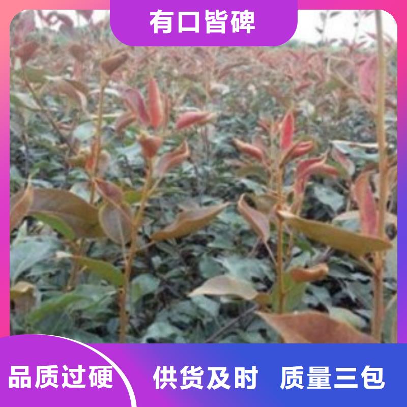 梨树苗专业设计