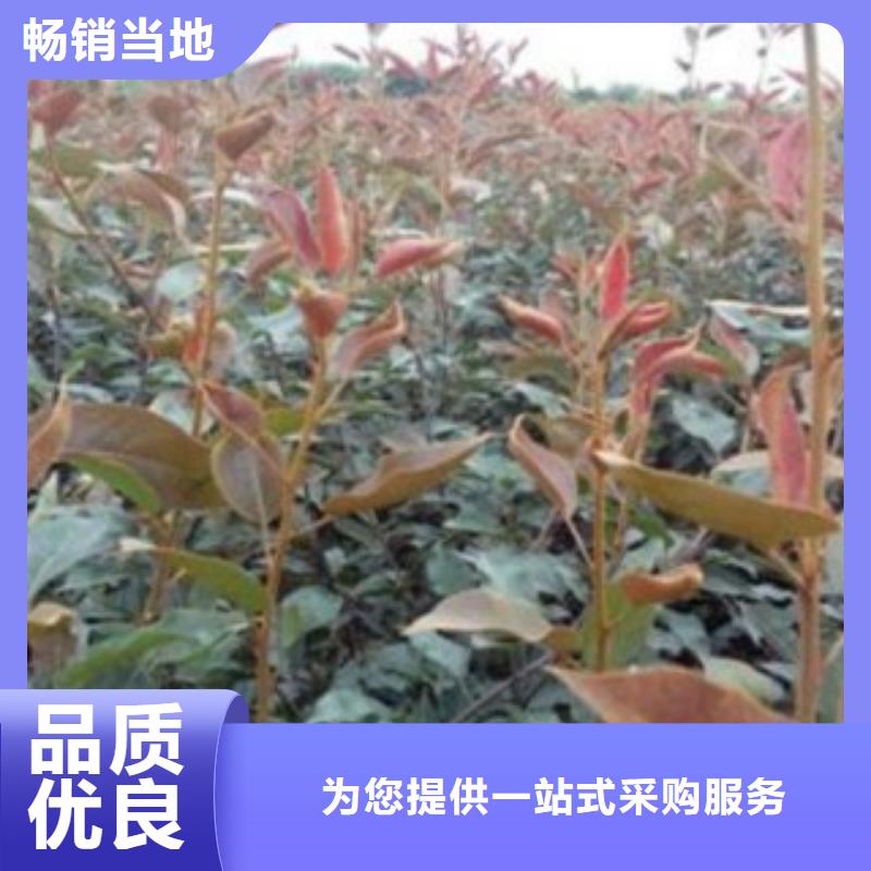 梨树苗板栗苗好货直销