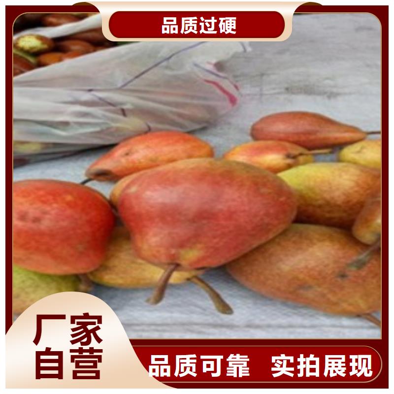 梨树苗桃树苗产地批发