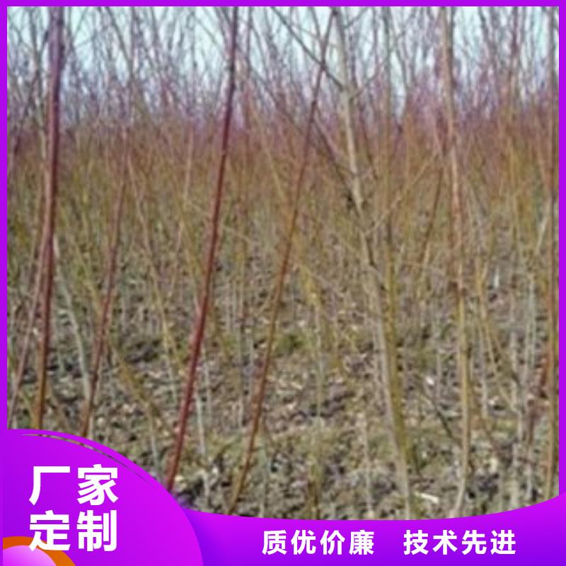 梨树苗苹果苗严选用料