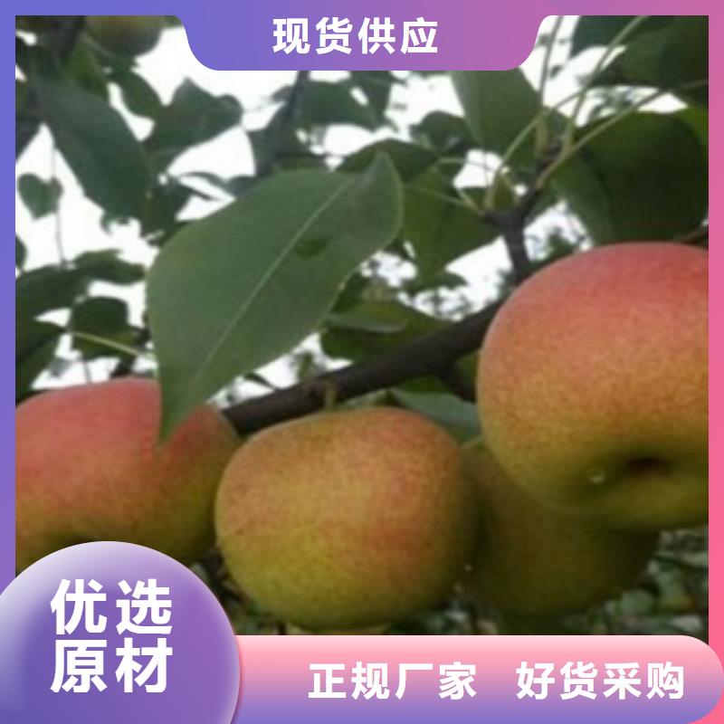 梨树苗,核桃苗优选厂家