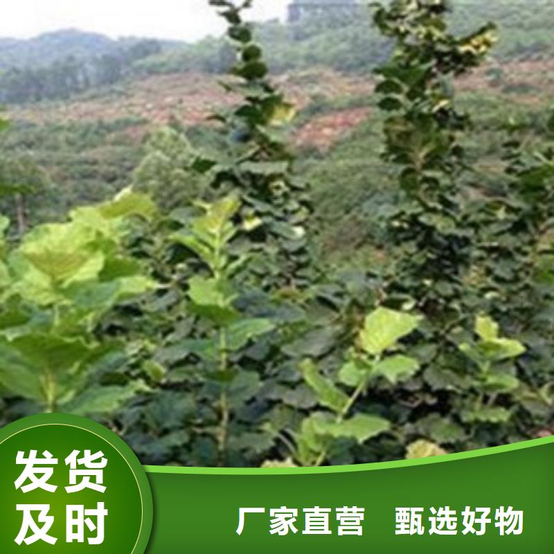 梨树苗桃树苗产地批发