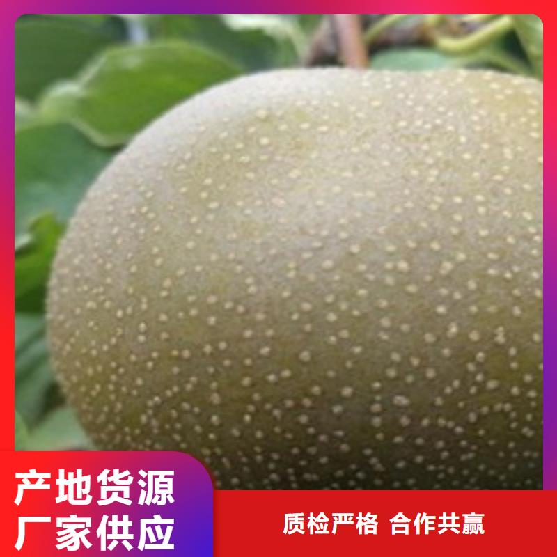 梨树苗蓝莓苗一站式采购商