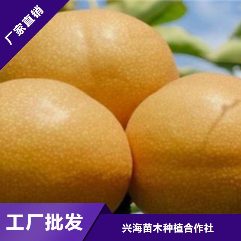 梨树苗蓝莓苗一站式采购商