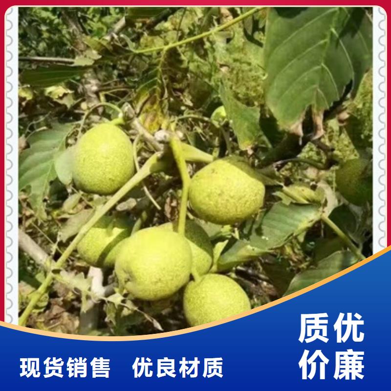【核桃苗蓝莓苗优质材料厂家直销】