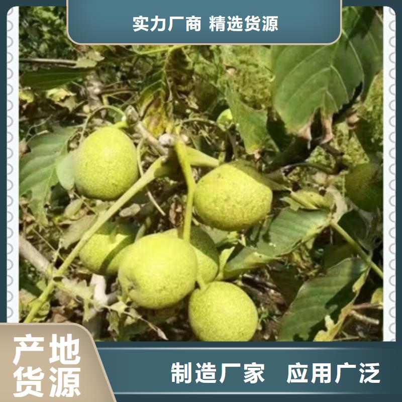 核桃苗,桃树苗源头采购