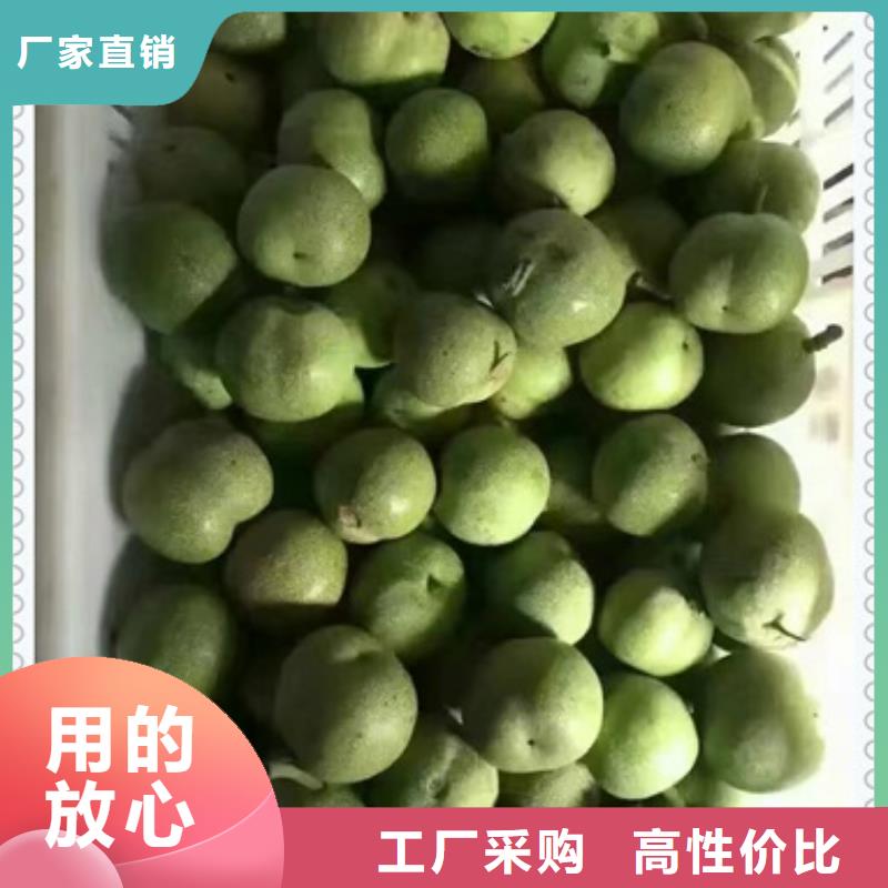 核桃苗梨树苗本地厂家值得信赖