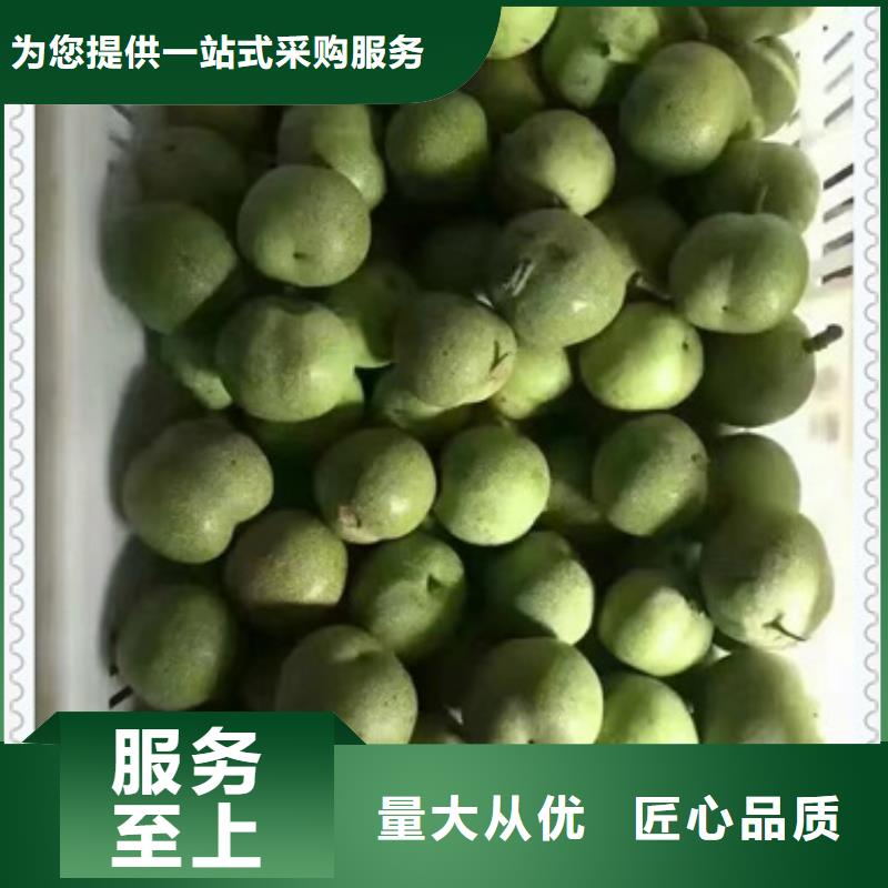 核桃苗-板栗苗诚信经营