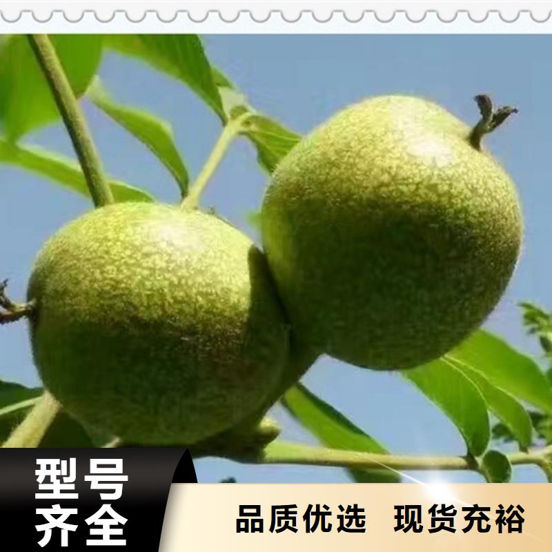 核桃苗梨树苗不断创新