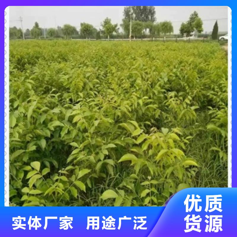 核桃苗,葡萄苗产品细节