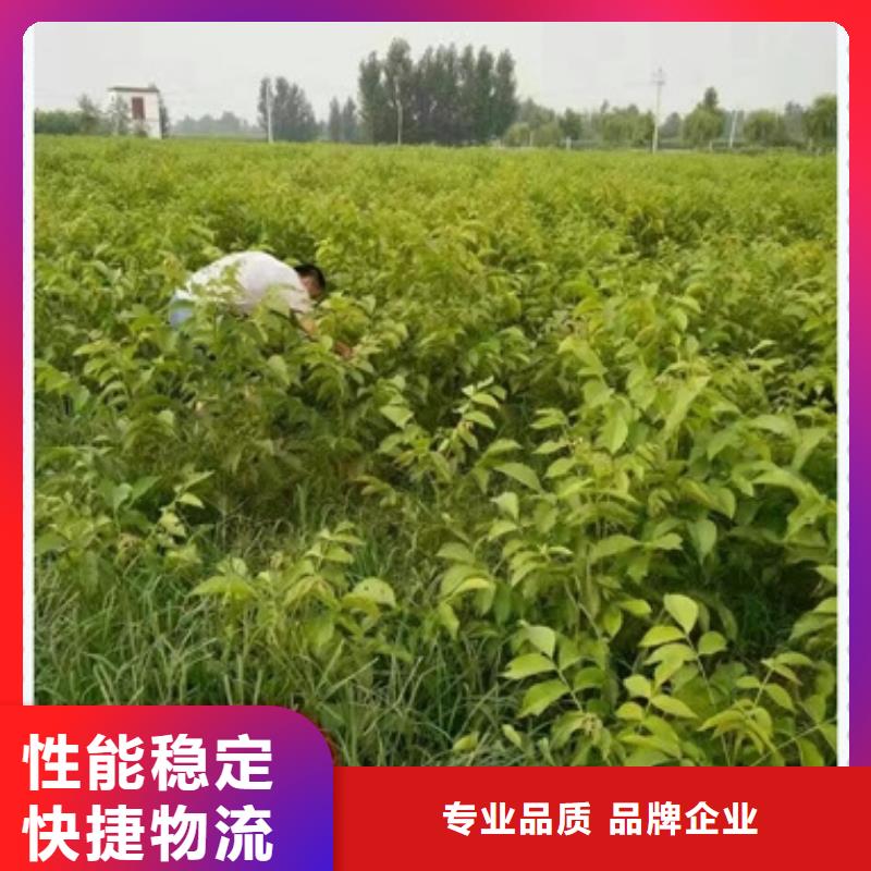 核桃苗苹果苗量大从优