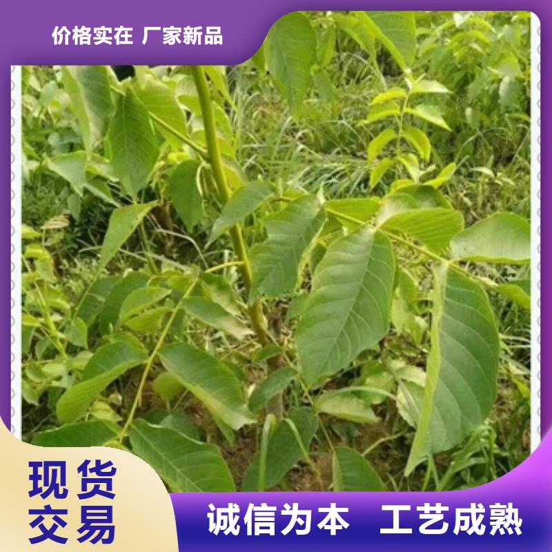 核桃苗蓝莓苗订制批发