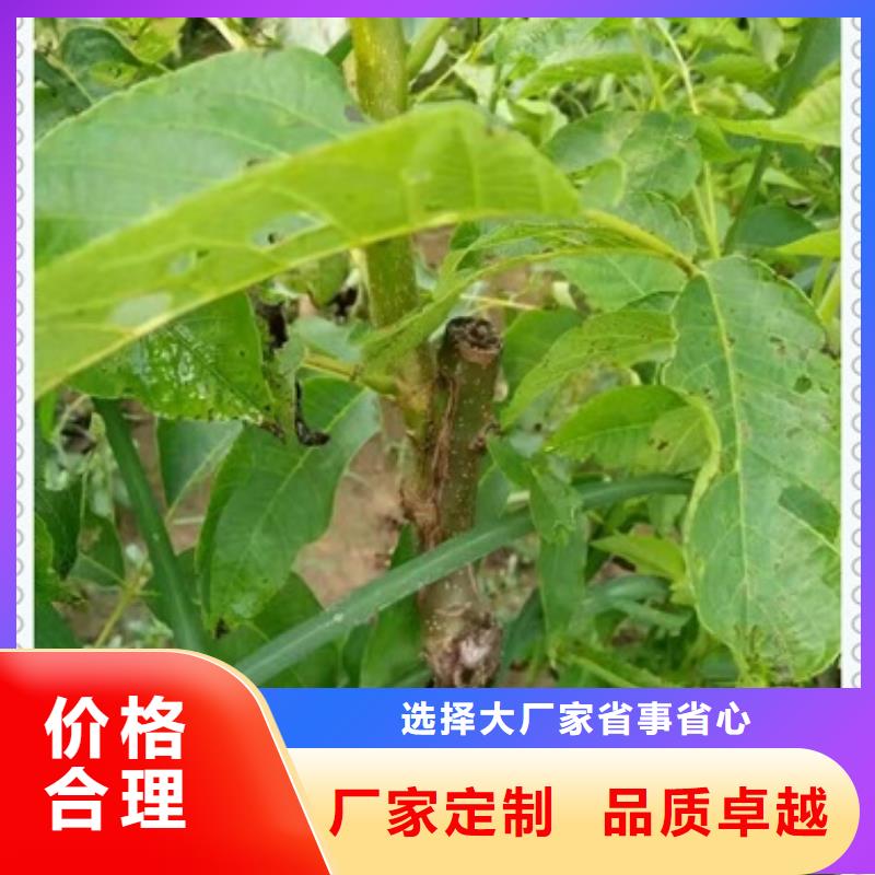 核桃苗梨树苗不断创新