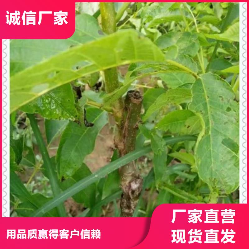 核桃苗蓝莓苗订制批发