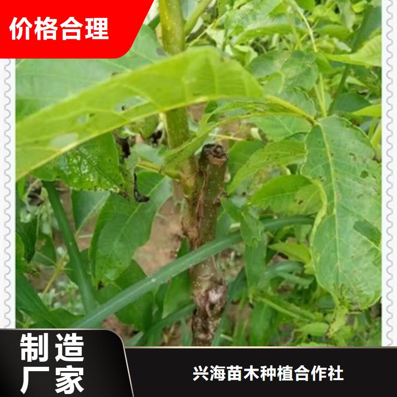 核桃苗花椒苗好货采购